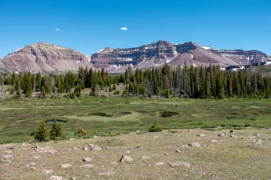 A meadow in the foreground gives way to pines and mountains in the background