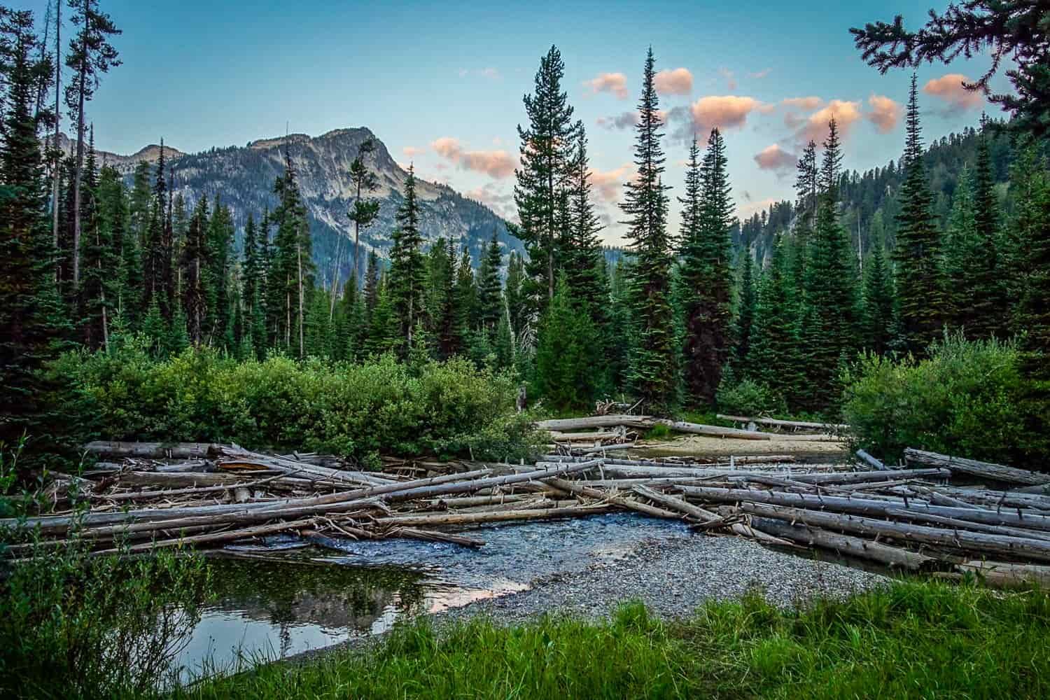 logs jammed across a slow creek, showing how much the flow can rise in the spring during the snowmelt runoff. Sunrise pink clouds and a granite peak peak out behind the pines.