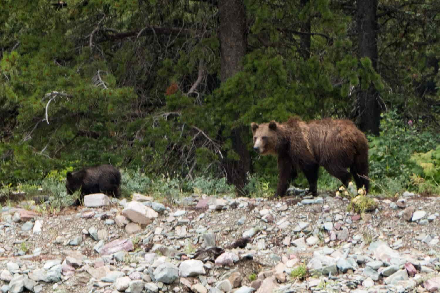 grizzly and her cub on some rocks in glacier national park