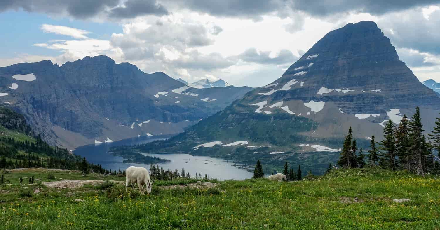 mountain goat grazing on a high alpine medow above a lake in Glacier National Park