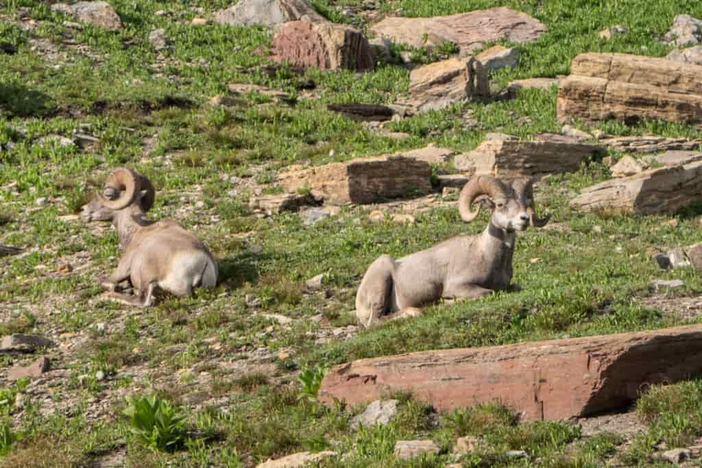 big horn sheep in glacier national park