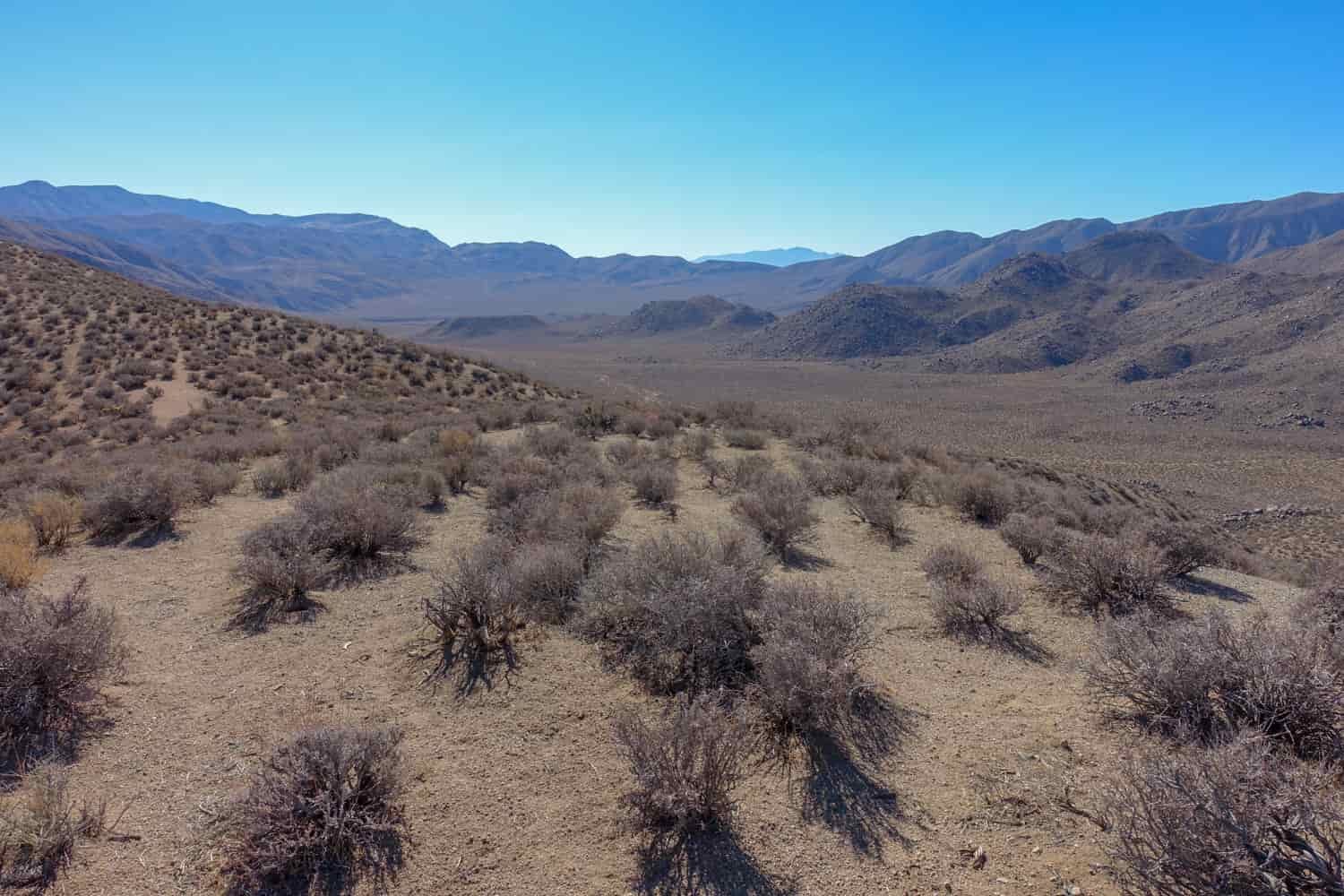 dried bushes covering a hillside and valley in death valley national park