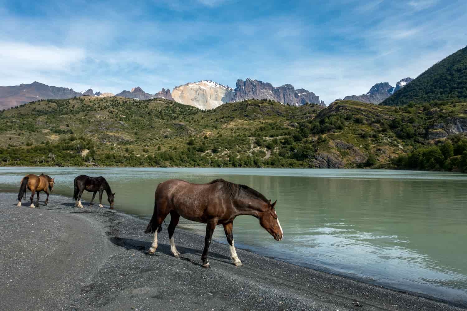 Horses come to the edge of a lake to drink