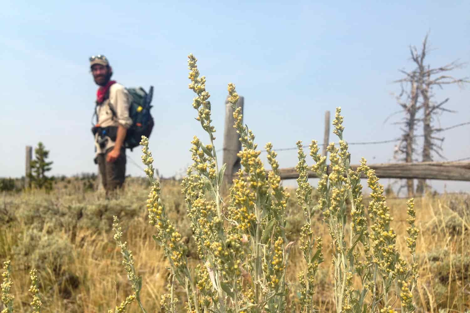yellow flowers, a fenceline and CDT thru-hiker on a sunny day.