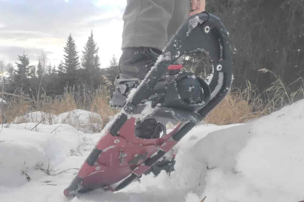 A snowshoe's teeth on a snowy trail.