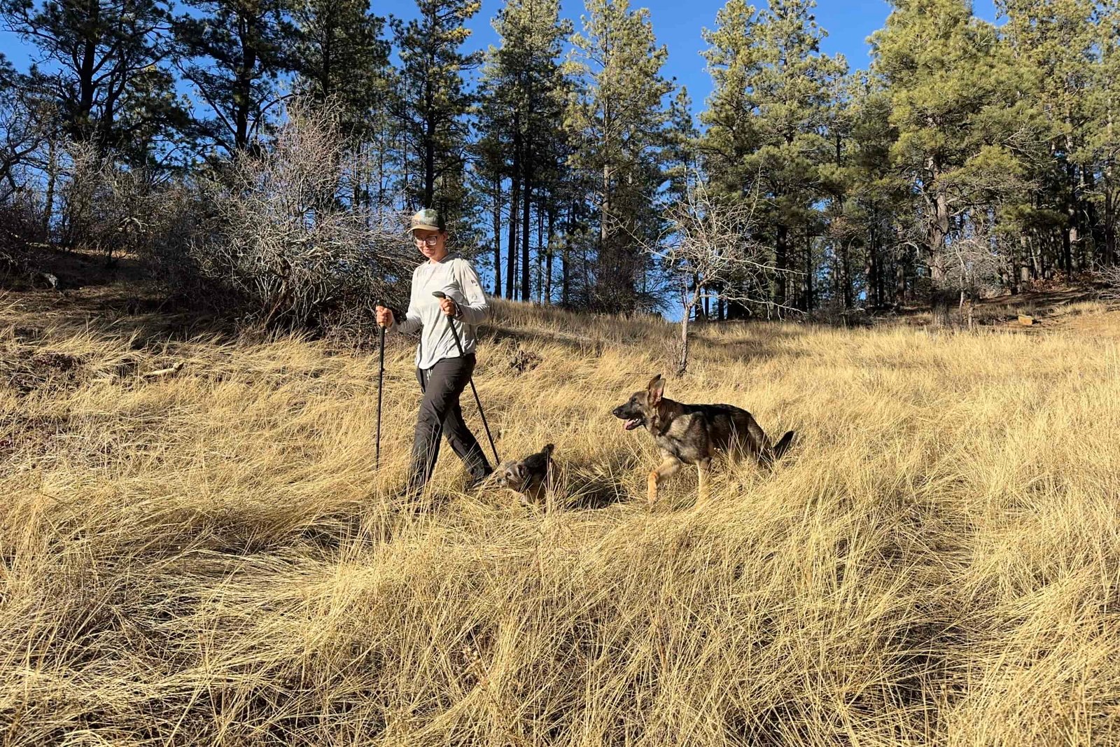 A person using trekking poles is walking through a field on the edge of a forest. Two dogs, one large and one small, are following them.