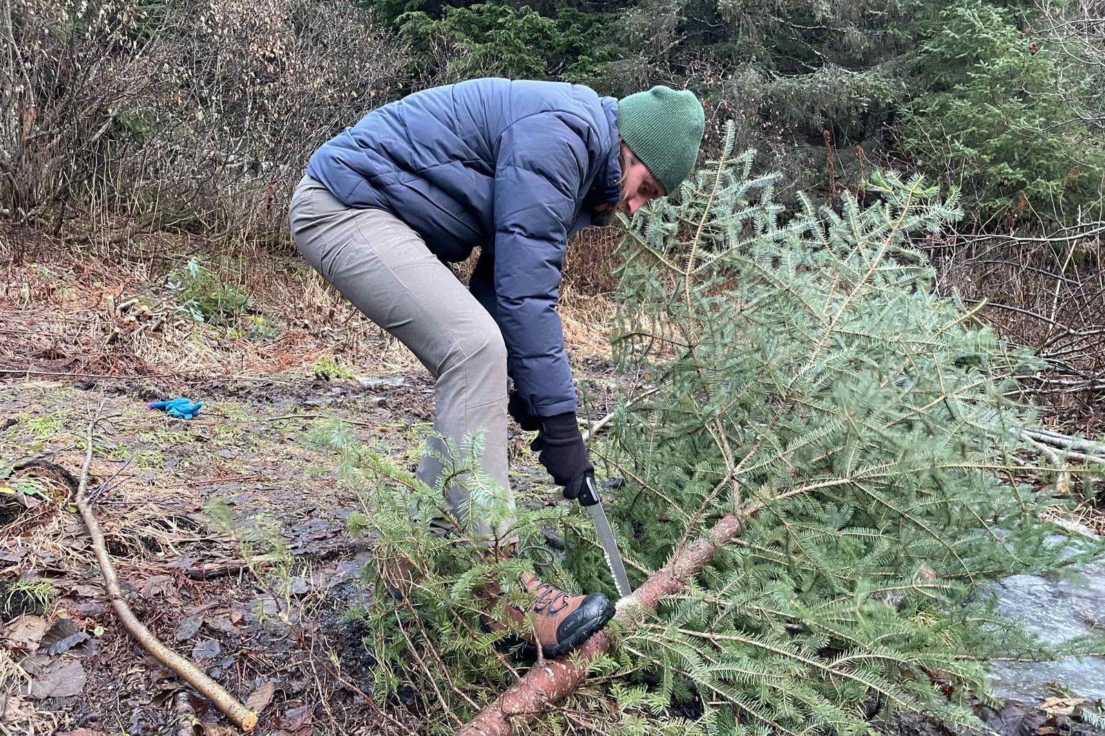 A man cuts down a christmas tree wearing a blue jacket.