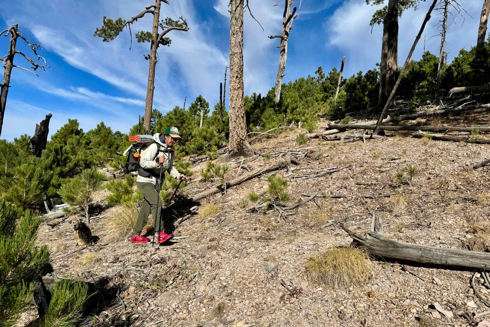 A person wearing a pack is using trekking poles to walk uphill through a forest.