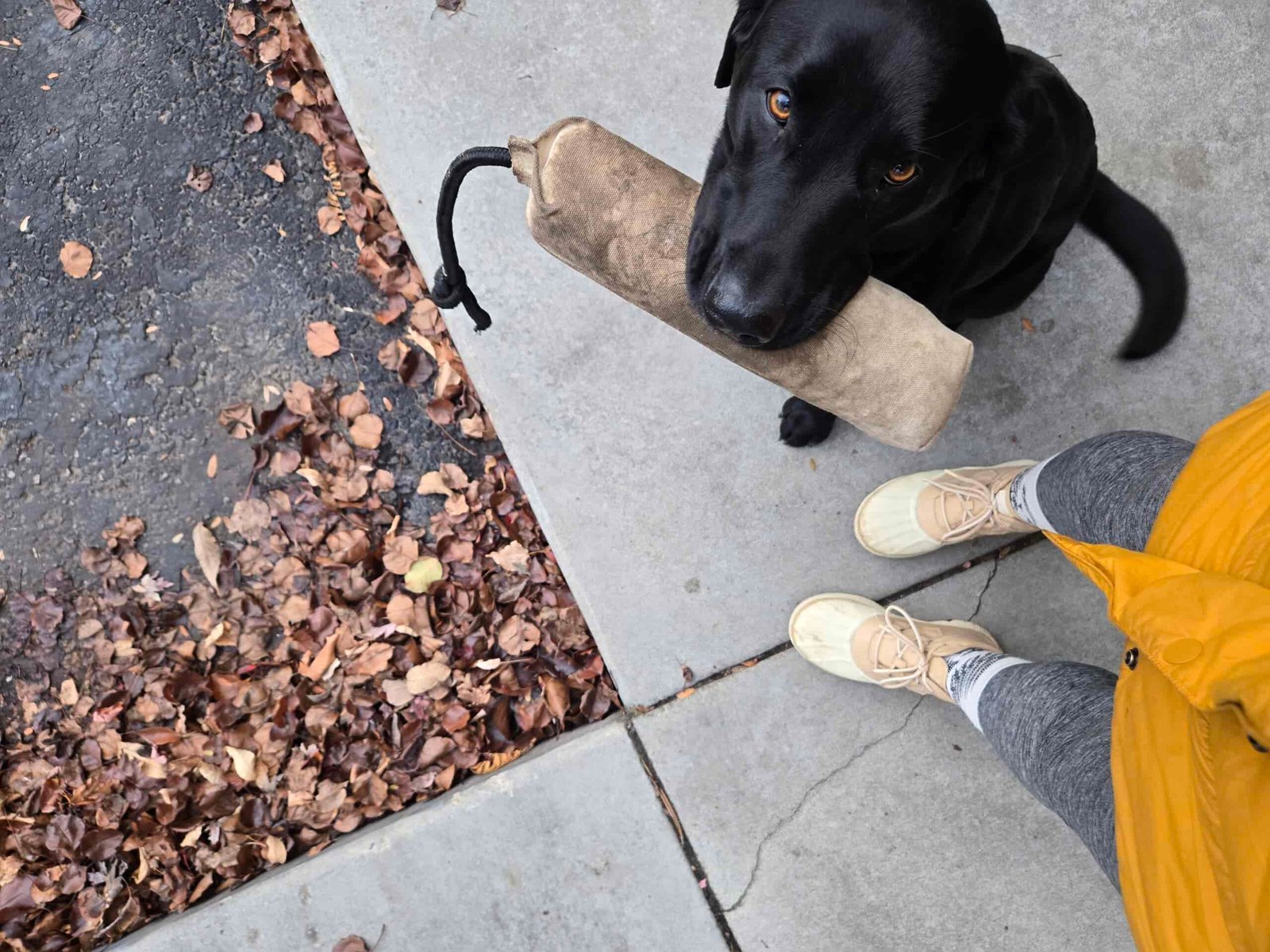 view looking down at person's shoes with a dog looking up with a toy in their mouth