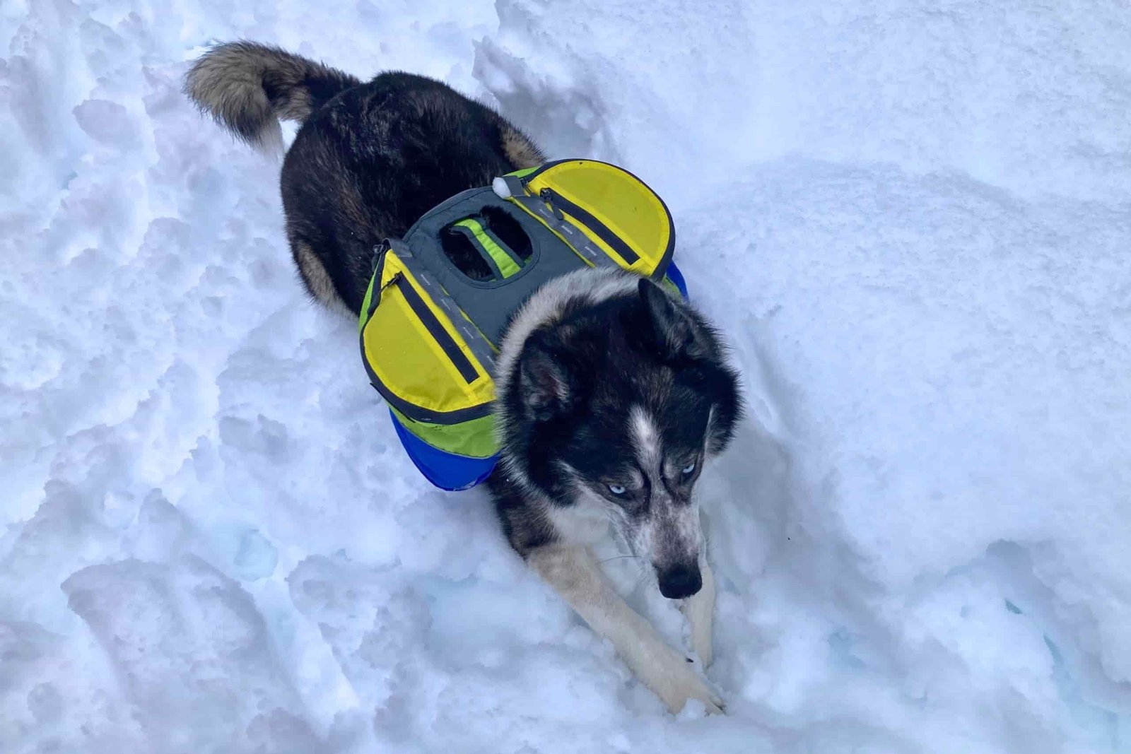 A husky wearing the AlphaPak Adventurer backpack in the snow.