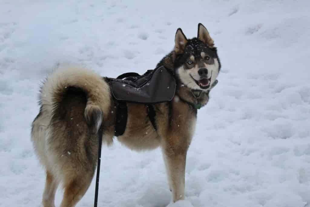 Husky wearing the Terrain Dog Lightweight Adventure Pack in the snow