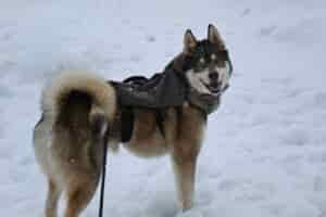 Husky wearing the Terrain Dog Lightweight Adventure Pack in the snow