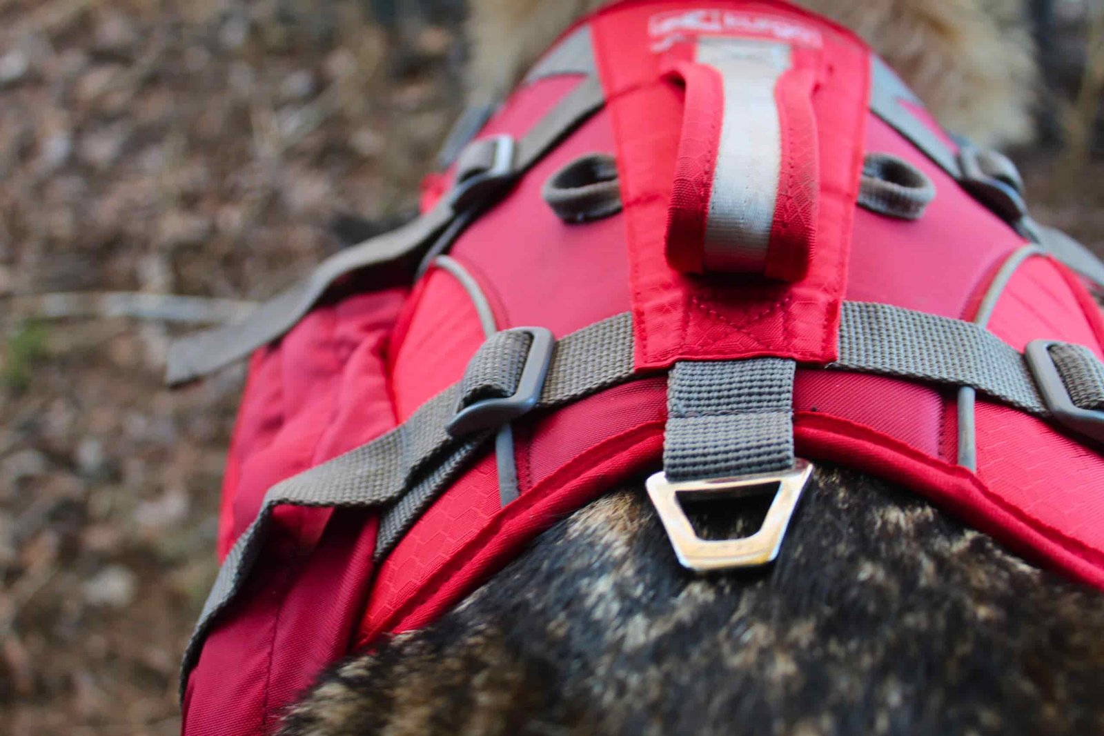 The Kurgo Baxter backpack has a metal d-ring on the back of the harness portion