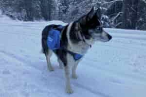 A husky wearing the Outward Hound DayPak in the snow