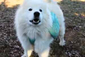 Samoyed wearing the Ruffwear Front Range Day Pack
