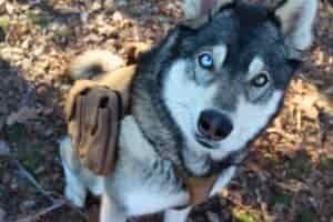 Husky wearing the Terrain Dog Lightweight Adventure Pack harness while sitting and looking toward the camera