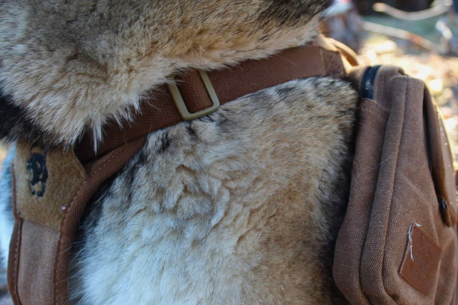 Close up of the front adjustment strap on the OneTigris Hoppy Camper 2.0 dog backpack
