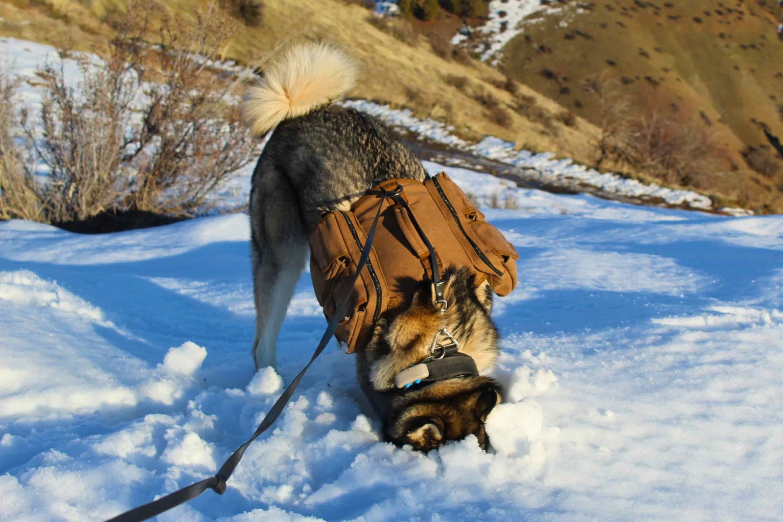 Husky digging in the snow while wearing the OneTigris Hoppy Camper 2.0 dog backpack