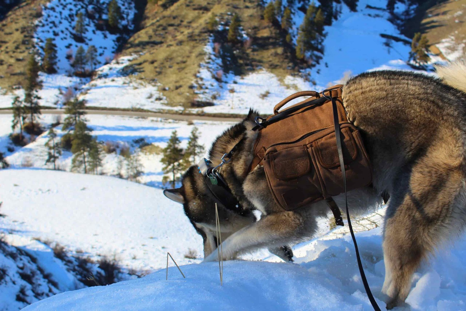 Husky digging in the snow while wearing the OneTigris Hoppy Camper 2.0 dog backpack