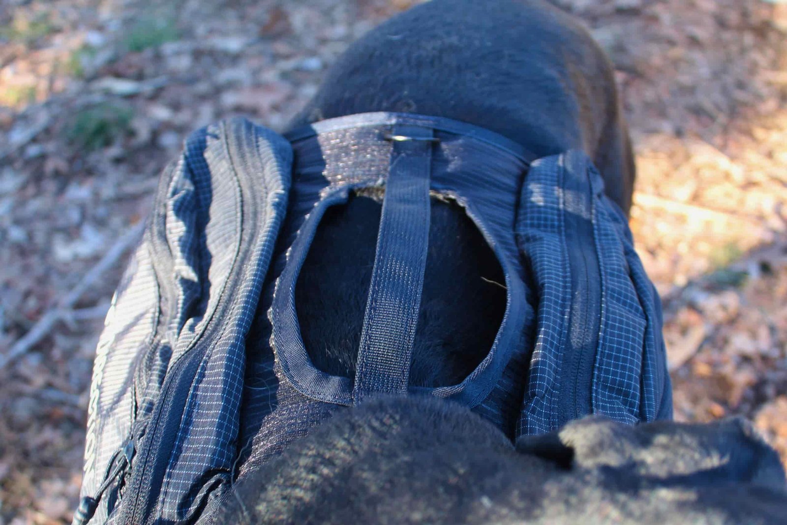 Top view of the Ultimate Direction Dog Vest showing the handle, d-ring, and top view of the bags