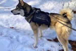 Husky wearing the Ultimate Direction Dog Vest and standing in the snow