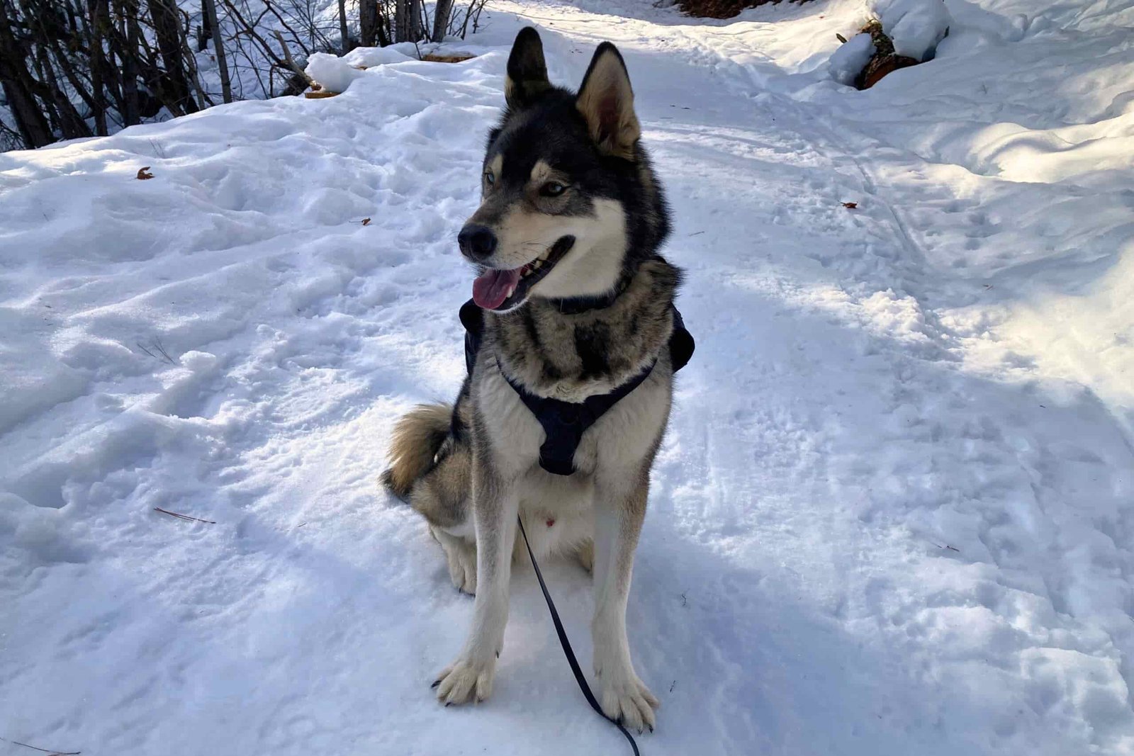 Husky sitting on a snowy trail wearing the Ultimate Direction Dog Vest