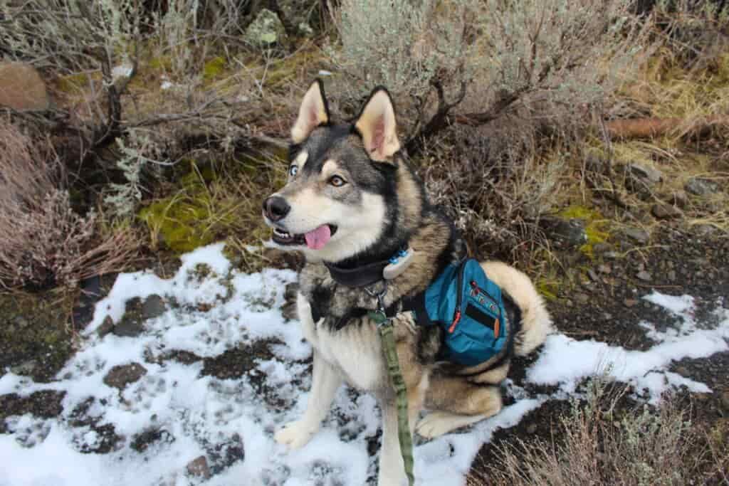 a husky wearing the wilderdog pack
