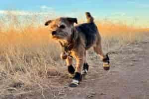 A close up of a dog trotting on a dirt path wearing the Muttluks boots. There is tall, yellow grass in the background.