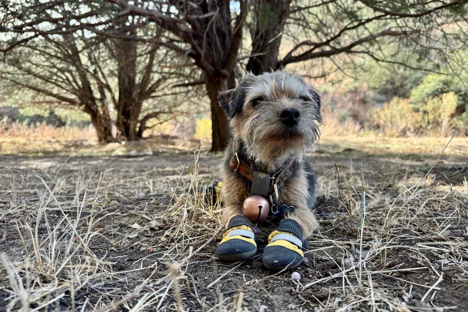 Close up of a small dog wearing the Muttlluks boots while laying under a tree in an open area.