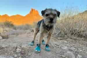 Close up of a small terrier wearing the Ruffwear boots on a trail in the desert with a mountain in the background.