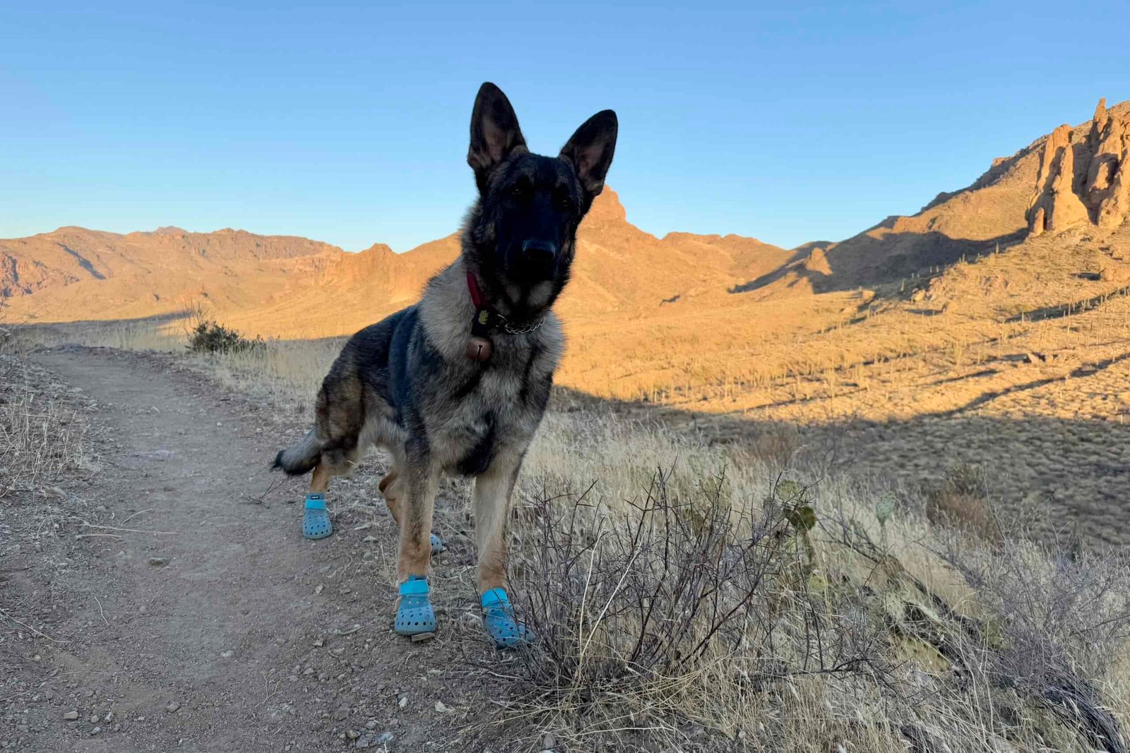 Close up of a dog wearing the WagWellies boots on a trail in the desert with mountains in the background.