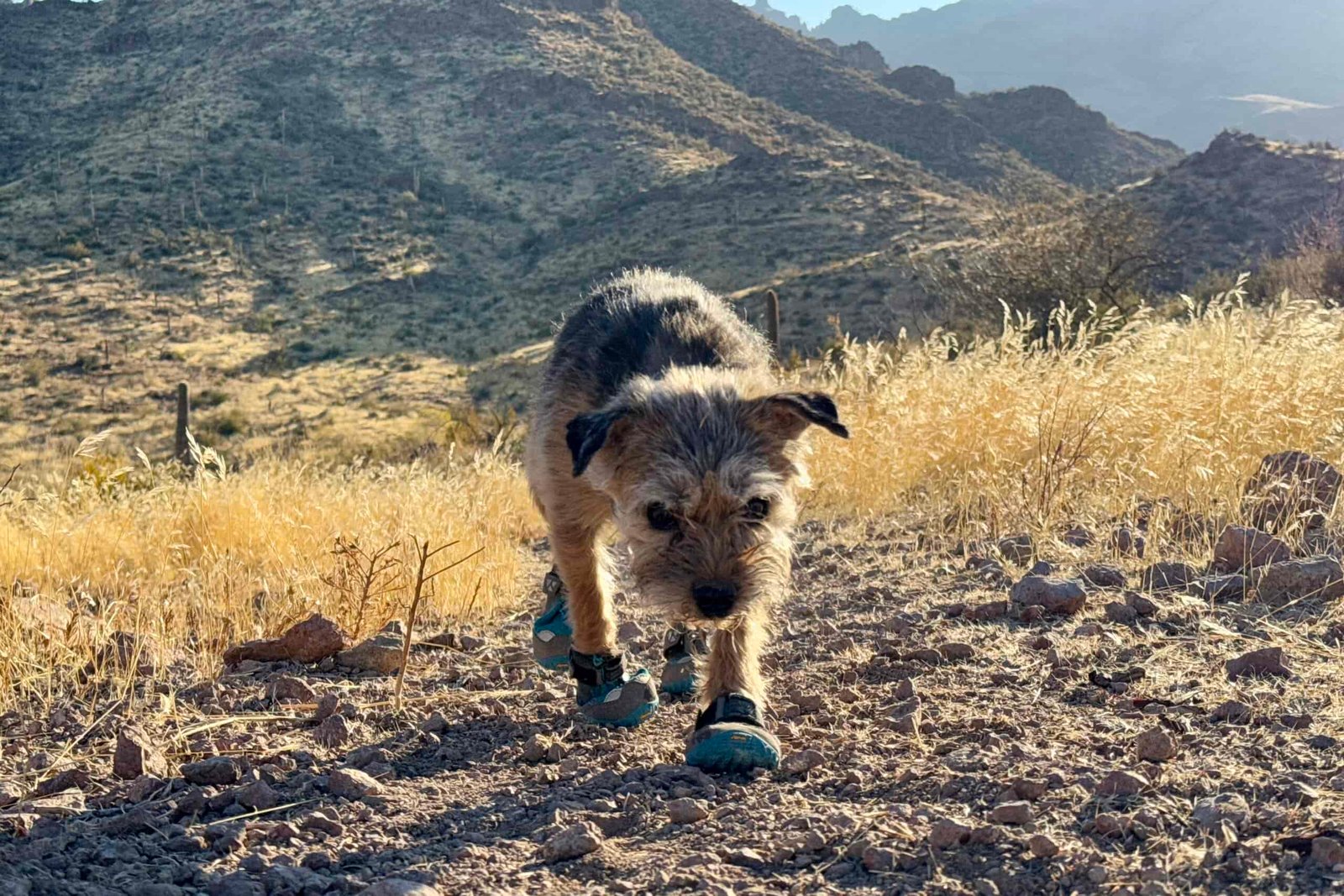 A small terrier wearing the Ruffwear boots is walking along a trail in the desert.