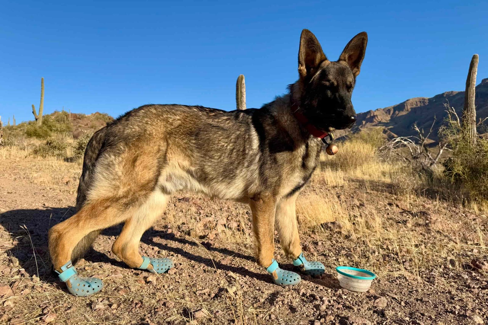 A German Shepherd Dog wearing the WagWellies is standing next to a water bowl in an open area in the desert. There are Saguaro Cactuses and mountains in the background.