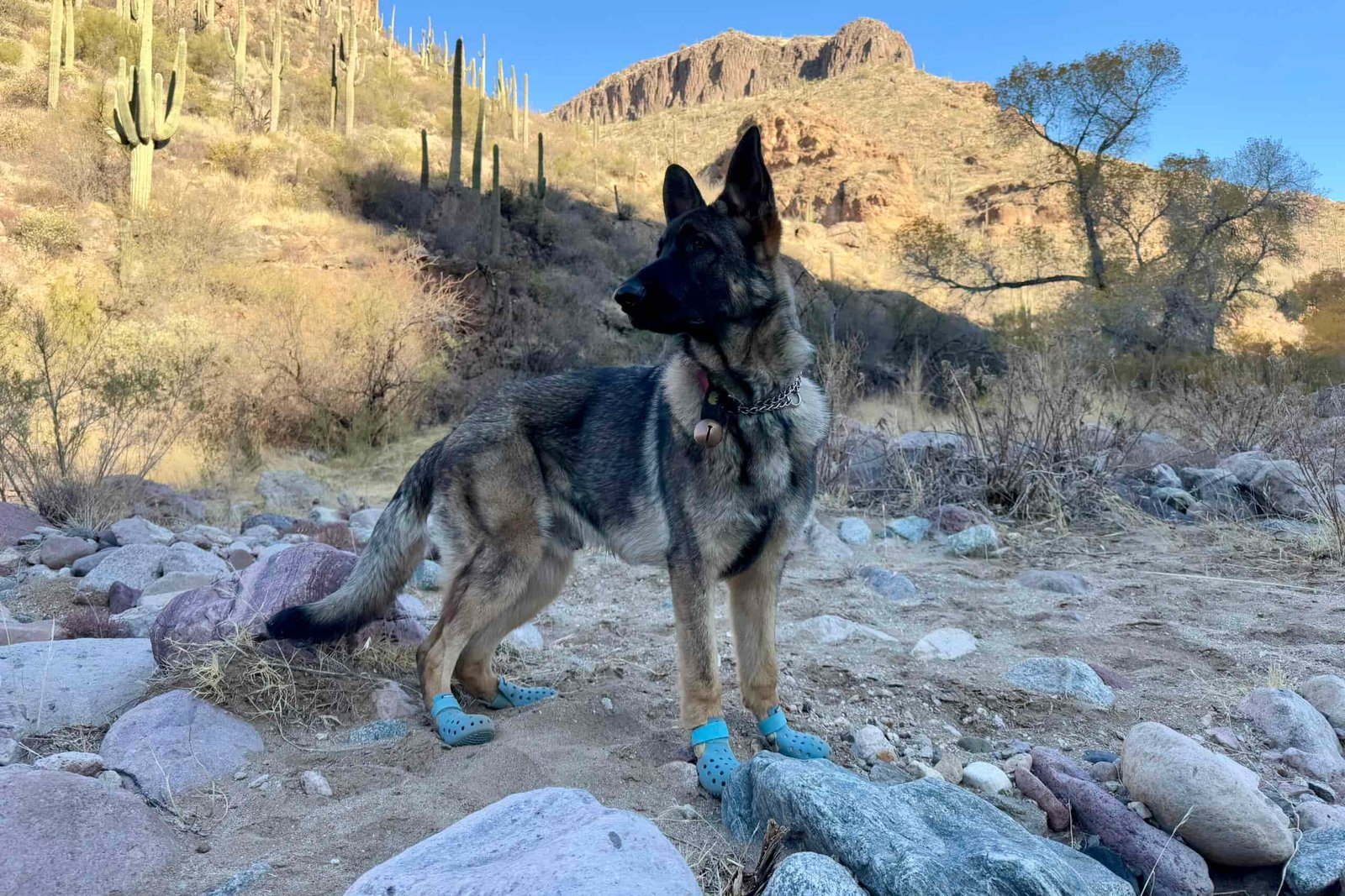 A German Shepherd Dog wearing the WagWellies boots stands in a sand and rock filled wash. There are saguaro covered hills in the background.
