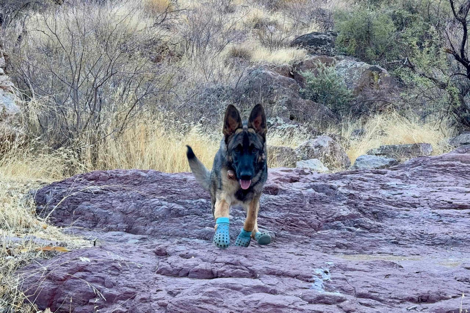 A German Shepherd Dog wearing the WagWellies runs down a slab rock towards the camera. There is yellow grass, boulders, and bushes in the background.