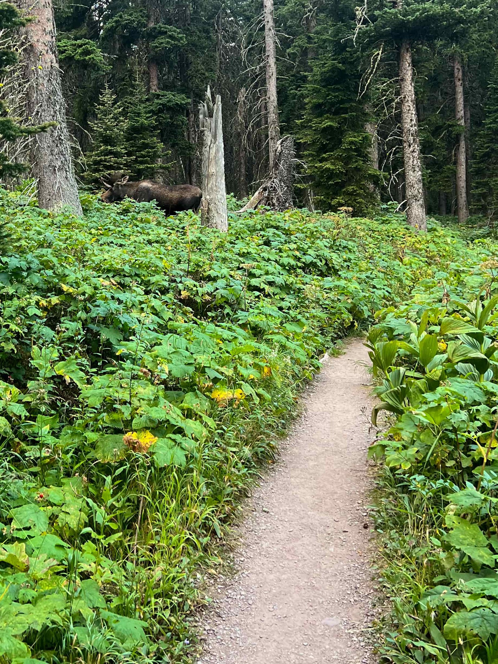a moose along a trail of green foliage