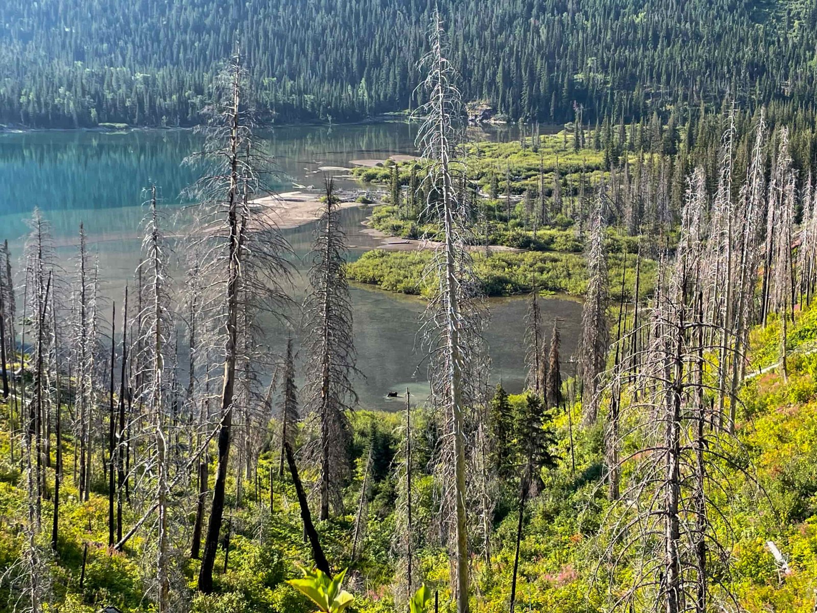a moose low below in a lakw