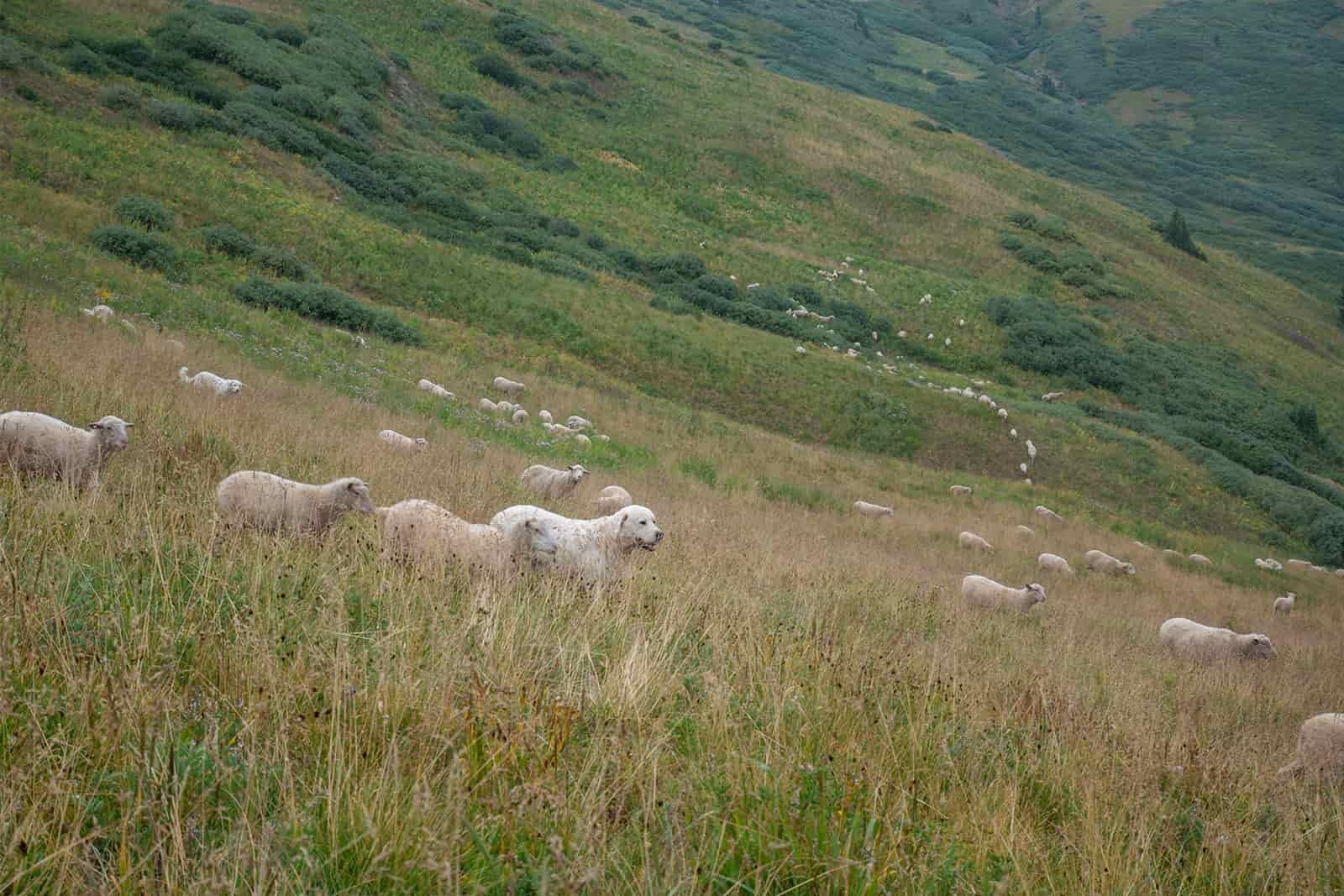 Sheep a grassy tundra above tree line. A Pyrenean Shepherd stands near one of the sheep in the center of the photo.