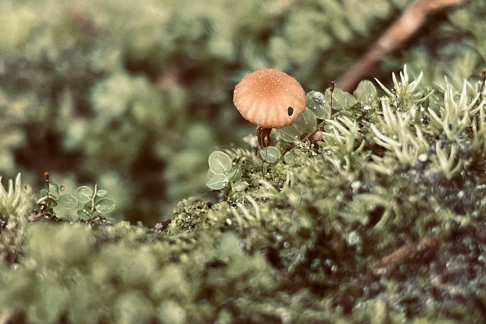 A close up picture of a small mushroom growing among some moss.