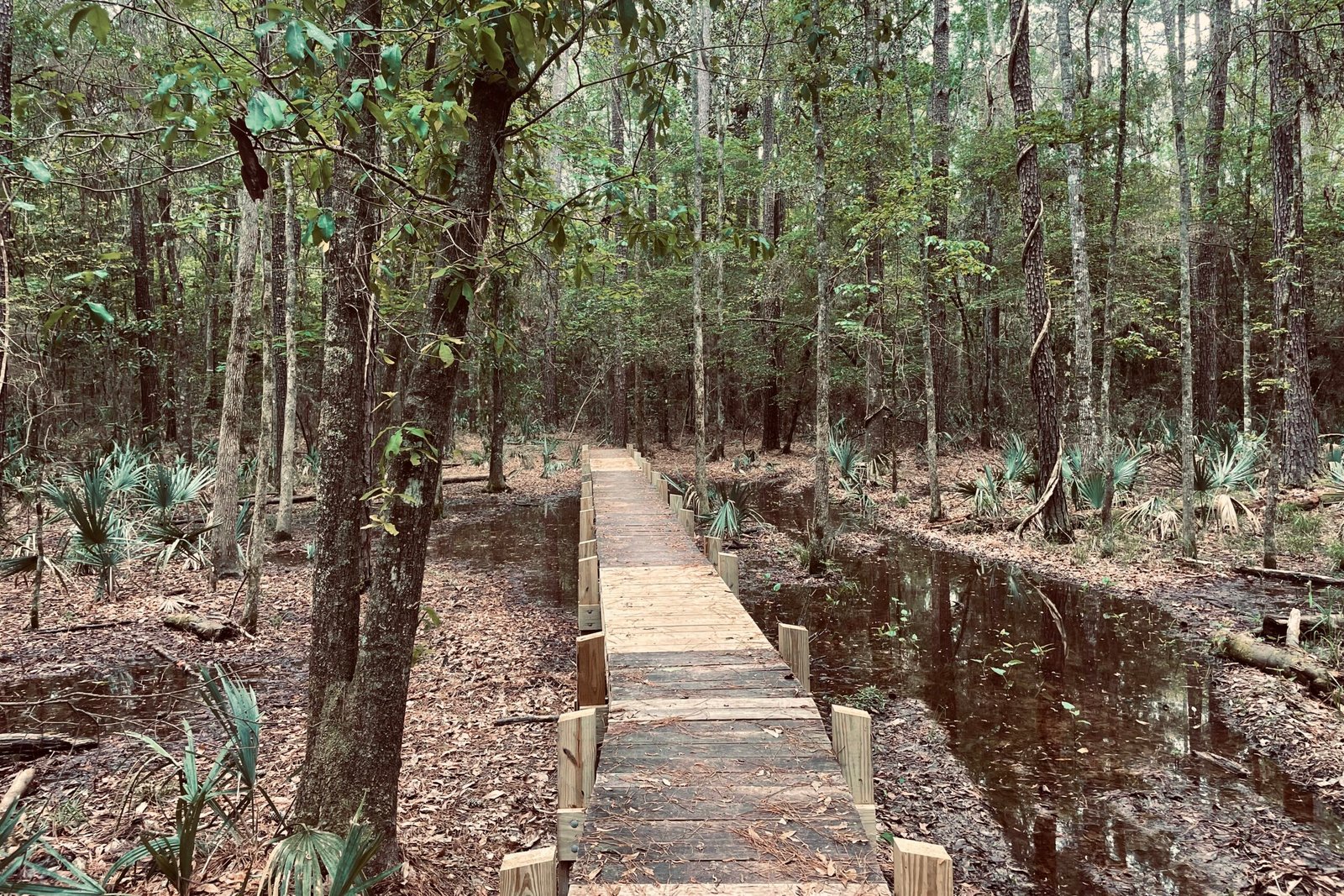 A board walk runs through a mucky area surrounded by leafy trees.