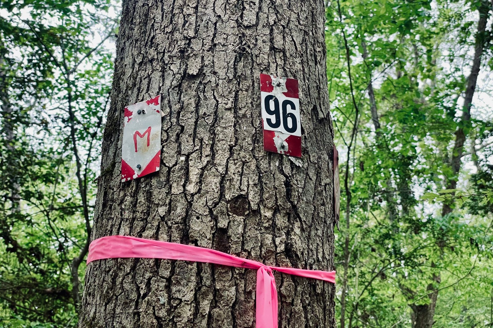 A red and white metal blaze with the number "96" is attached to a tree using nails. The tree has another blaze and some pink surveyor's tape around it and is surround by leafy, green trees.
