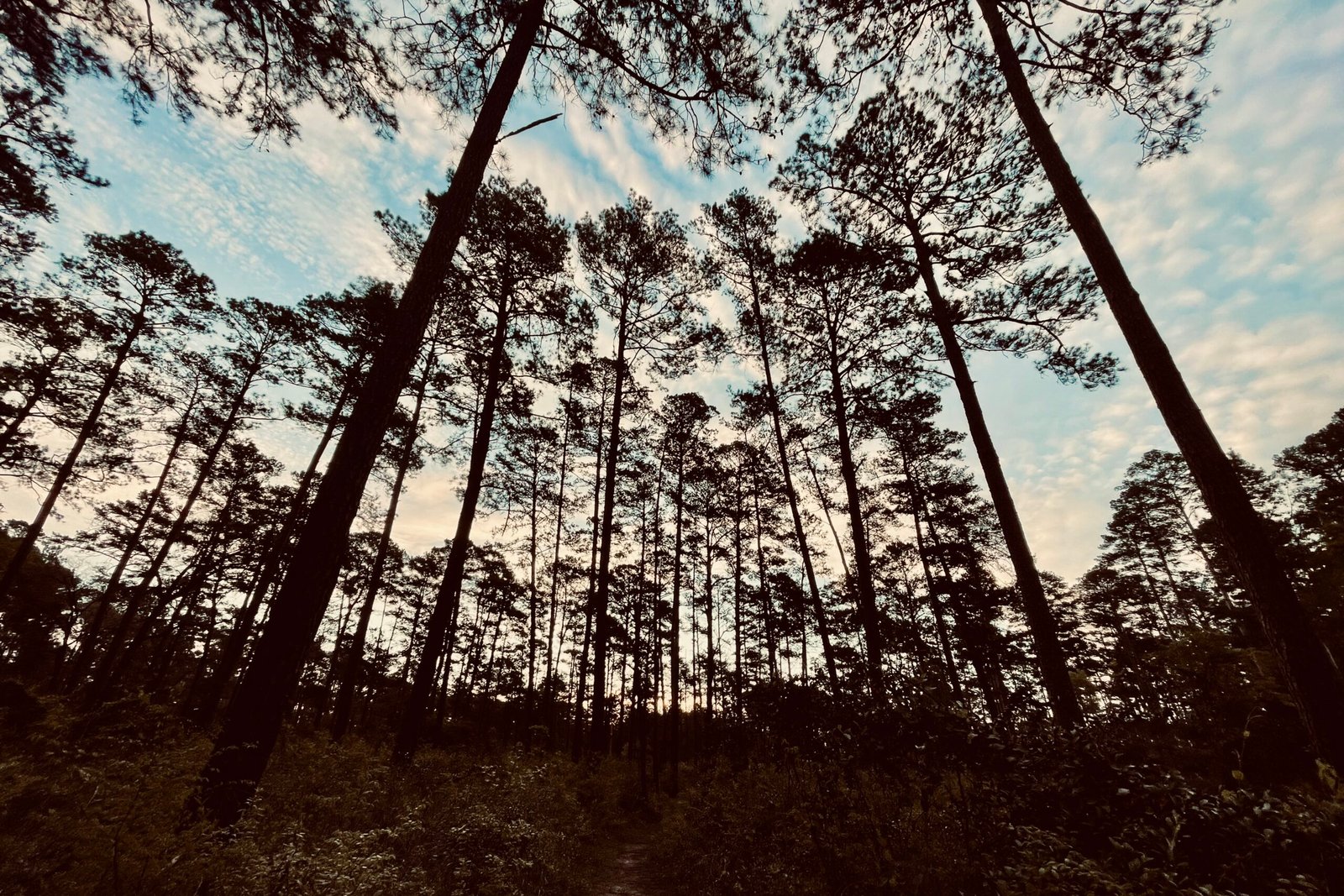 Wide angle picture of some pine trees at dusk.