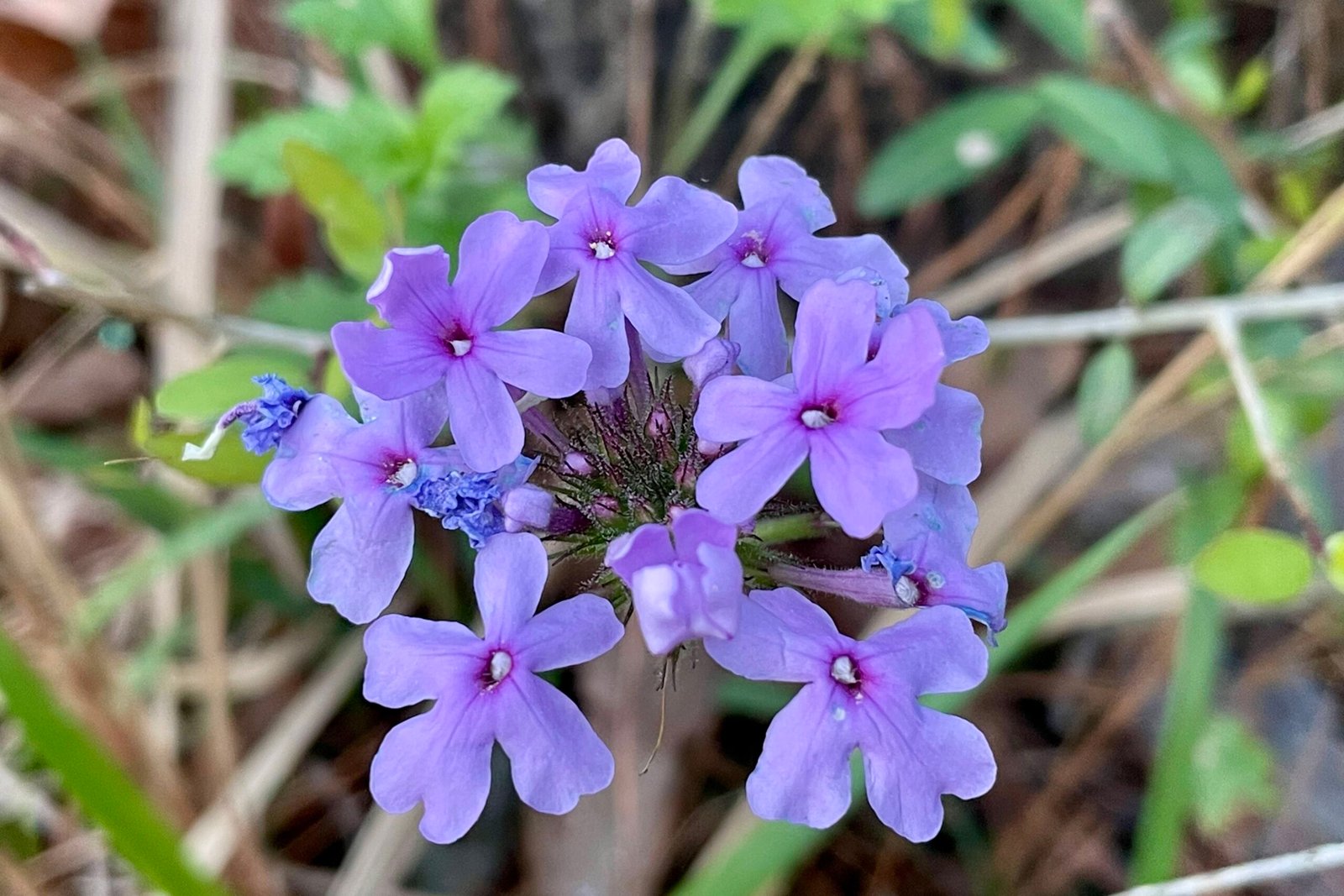 Close up of some bright, purple flowers.