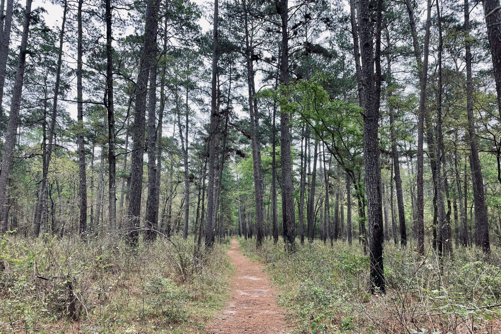 A wide, dirt trail runs straight away from the viewer through some trees and low plants.