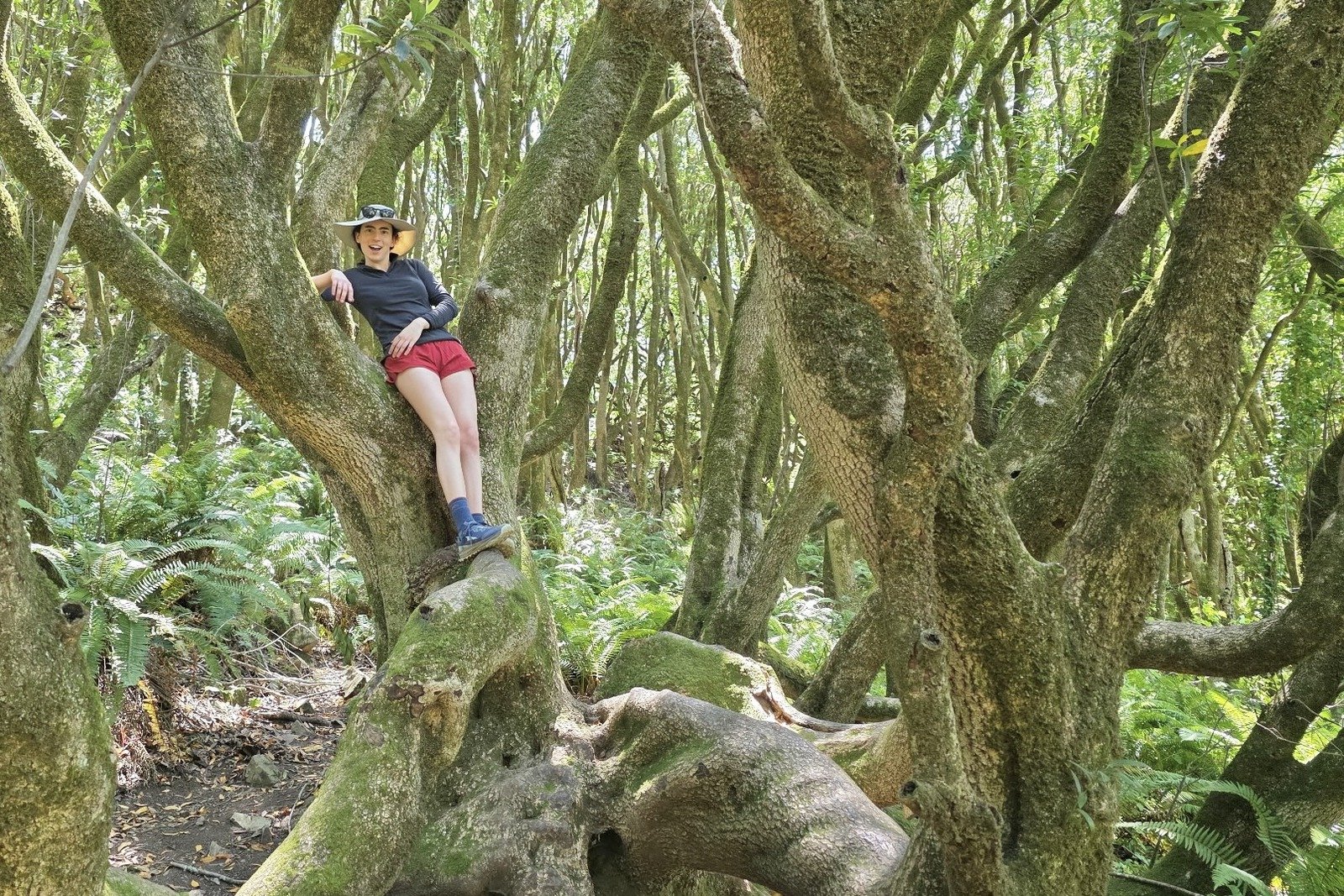 A woman stands inside a large tree after climbing slightly above the ground.