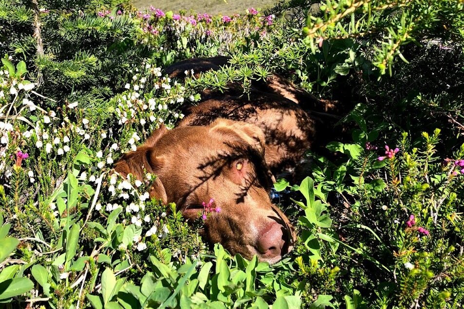 a dog finds some shade in the alpine shrubs